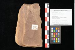 Foto (Objekt + Etikett) von Quercus palaeoilex Ettingshausen (NHMW-GEO-2024-0188-0922)